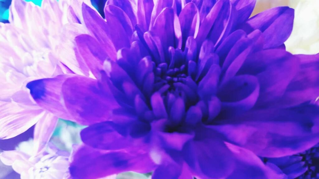 Rinnovamento Digitale - Crisantemo blu